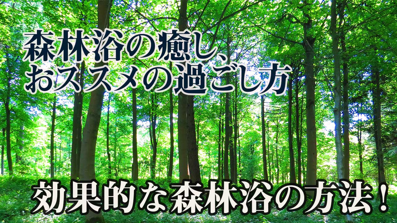 森林浴のサムネイル / Forest Relaxation thumbnail